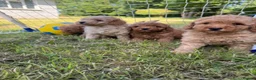 Cavapoo dogs for sale: Cavapoo fantastic! Playful beautiful puppies  - Advert 7