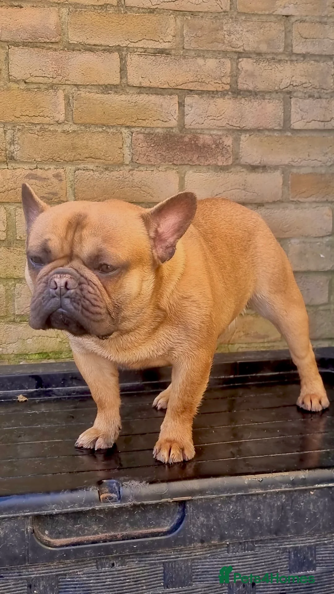 French Bulldog dogs for stud: RED FAWN MALE FRENCH BULLDOG STUD in Wisbech - Advert 2