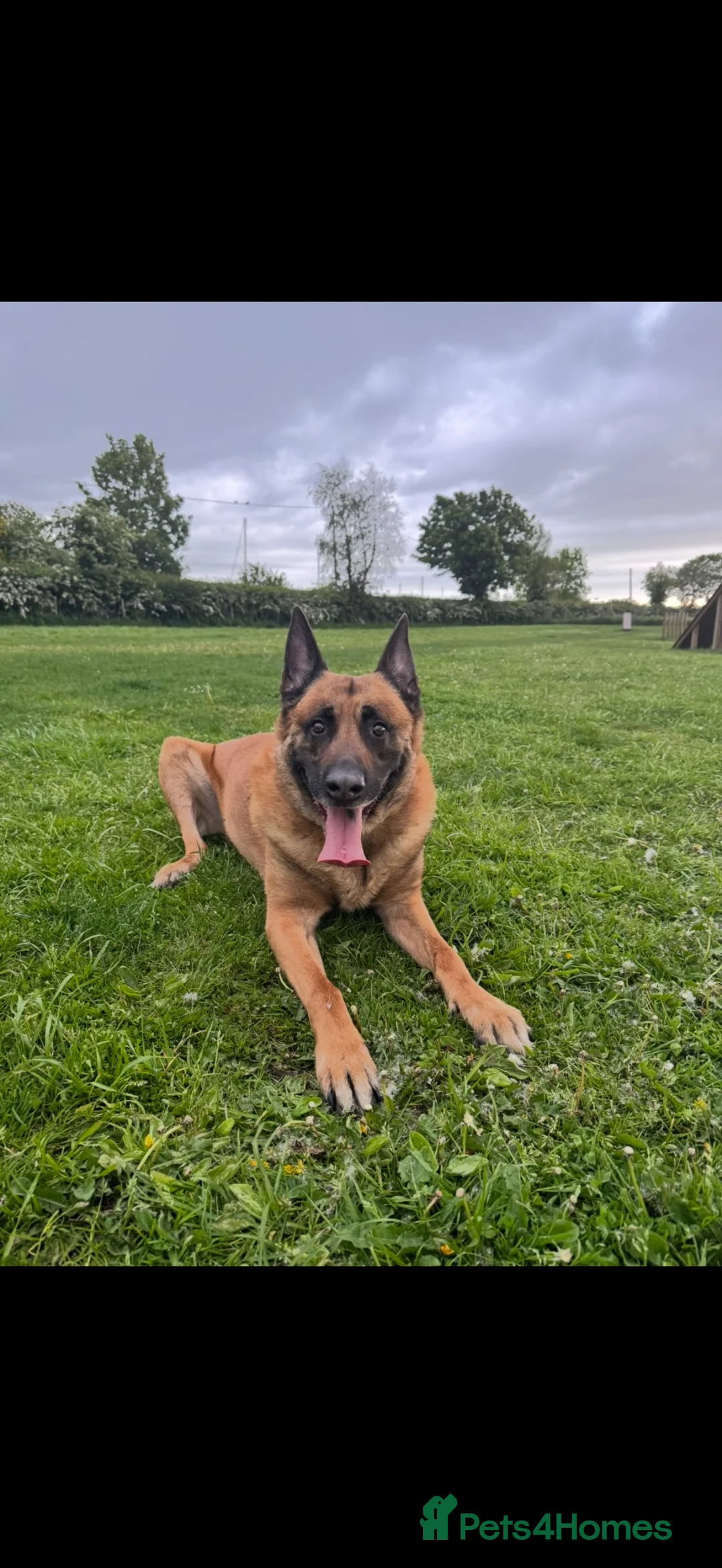 Belgian Shepherd Dog dogs for stud: Belgian Malinois for Stud - Advert 2
