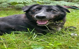 Labrador Retriever dogs for adoption: Pepper - Norwich Norfolk  - Image 10
