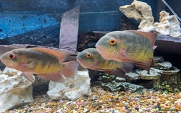 Cichlids fish for sale: Chocolate Chiclids  - Image 4