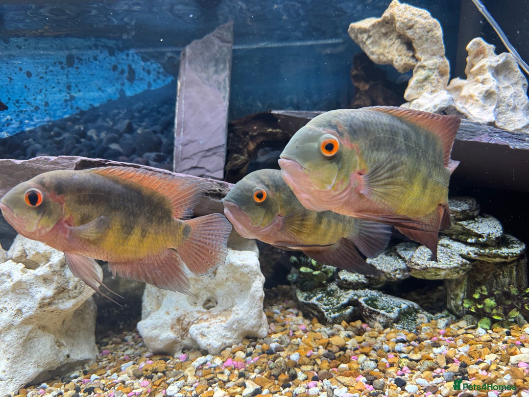 Cichlids fish for sale: Chocolate Chiclids  - Image 4