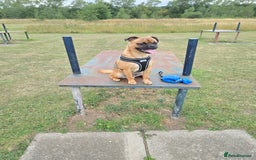 Jug dogs for sale: Tan black mask in Blyth - Image 2