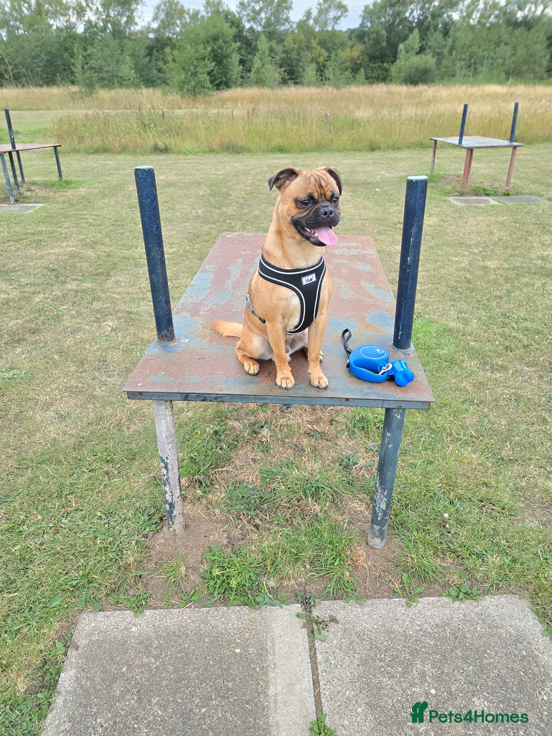 Jug dogs for sale: Tan black mask in Blyth - Image 2