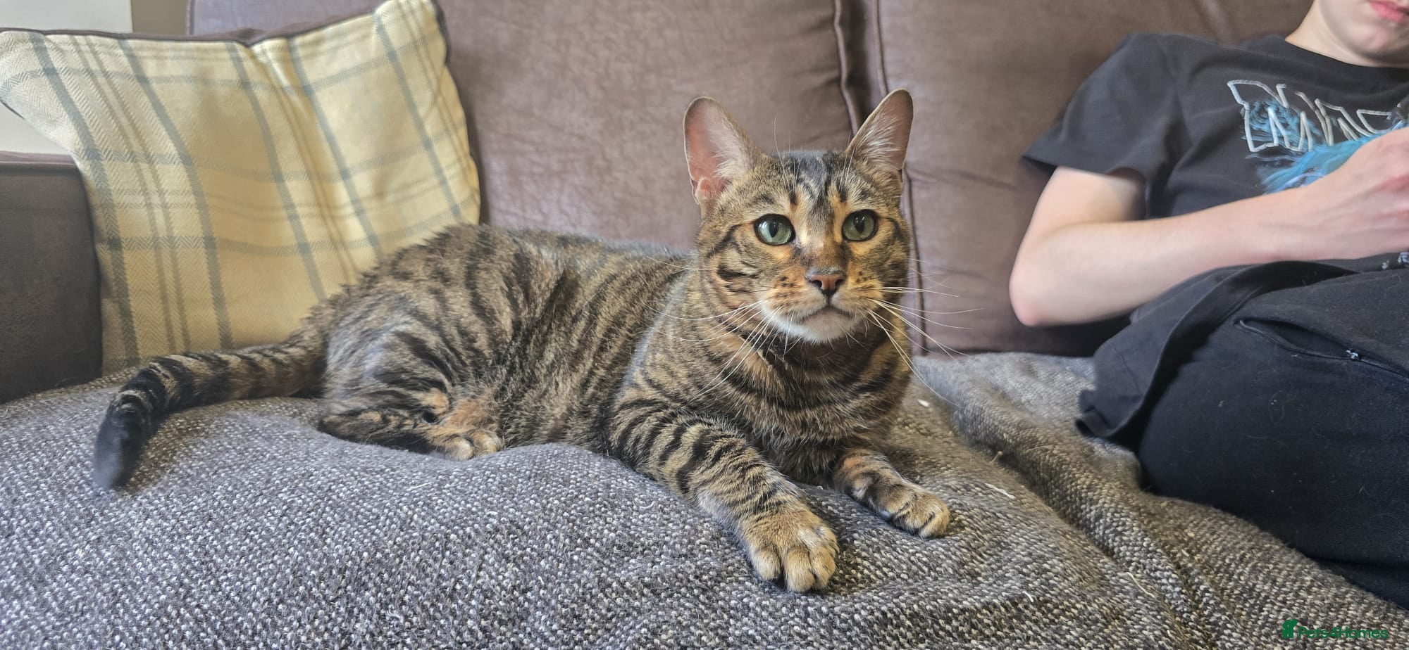 Toyger cats Female toyger, TICA registered - Advert 3