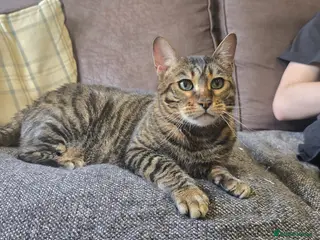 Toyger cats Female toyger, TICA registered - Advert 3