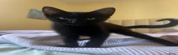Mixed Breed cats for sale: 2 boys + girl - Advert 19