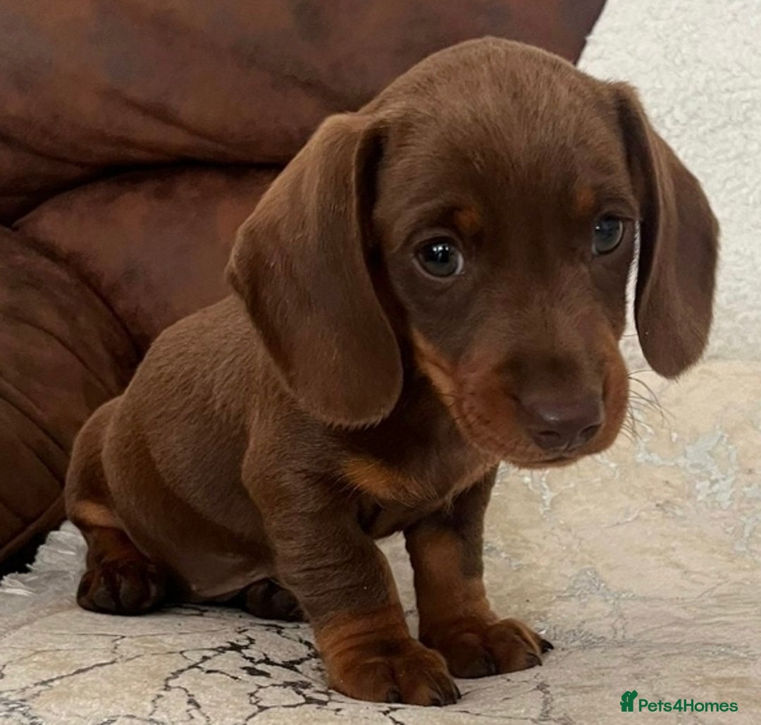 Miniature Dachshund dogs for sale: Chocolate/Tan puppy Esme - Image 3