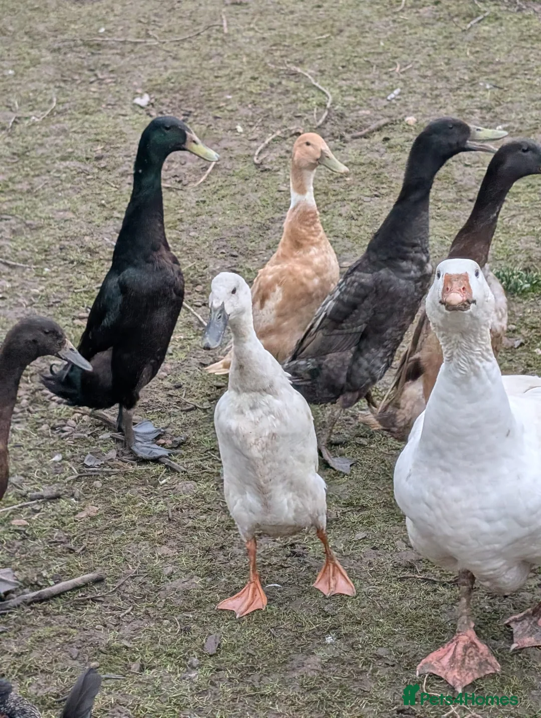 Mixed Breed poultry for sale: Runner ducks, chickens, geese  - Advert 1