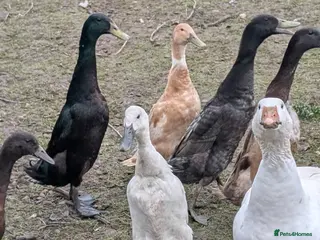 Mixed Breed poultry Runner ducks, chickens, geese - Advert 16