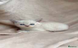 British Shorthair cats for sale: Blue eyed creme/white British shorthair kittens - Image 3