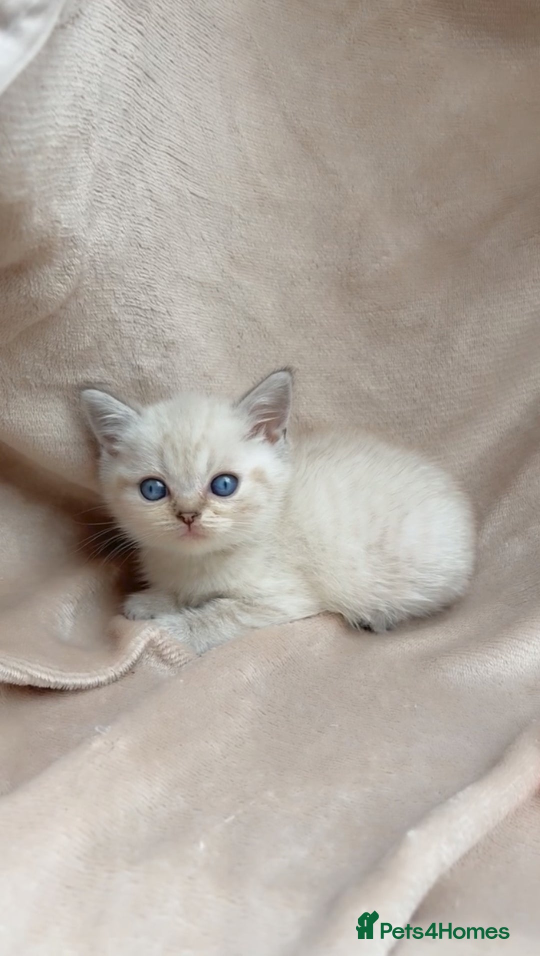 British Shorthair cats for sale: Blue eyed creme/white British shorthair kittens - Image 3