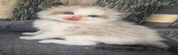 Ragdoll cats for sale: DNA tested Ragdoll kittens  - Advert 4