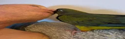 Parrots birds for sale: Patagonian Conure  - Advert 11