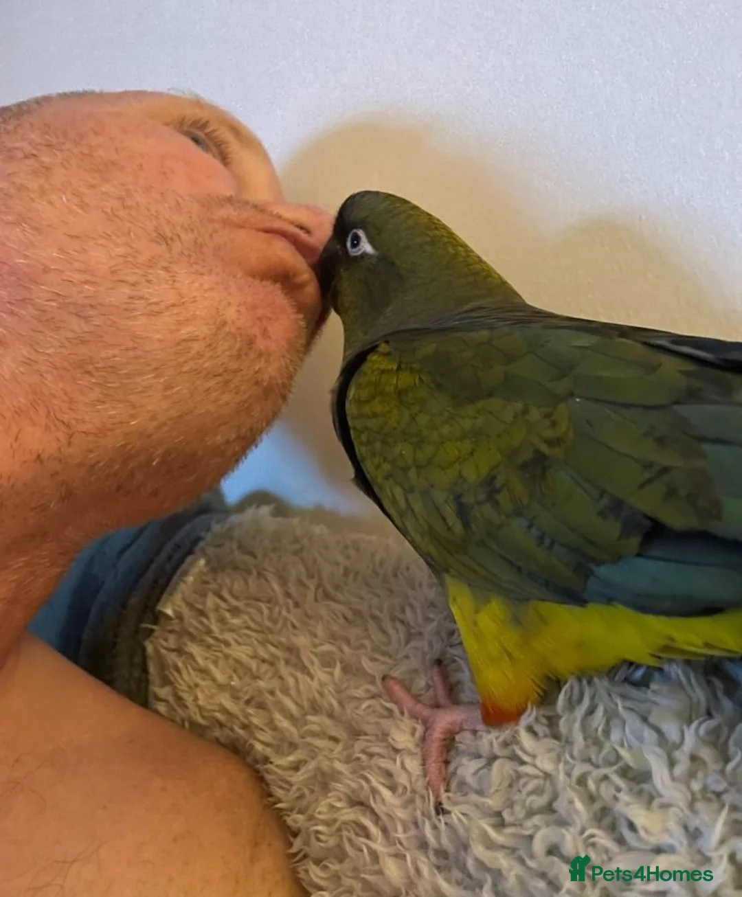 Parrots birds for sale: Patagonian Conure  - Advert 11