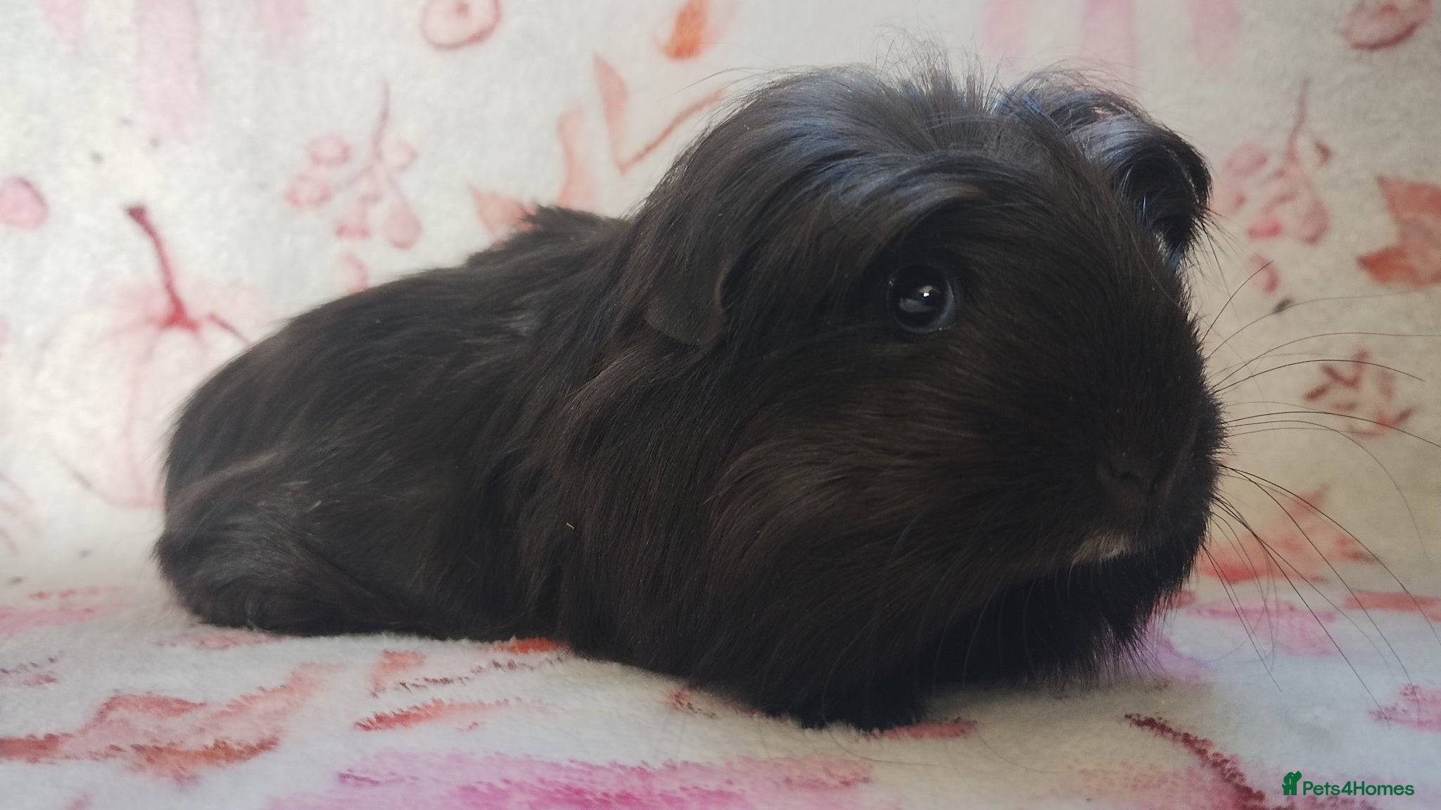 Guinea Pig rodents Beautiful cornet girl guinea pig ready togo - Advert 23