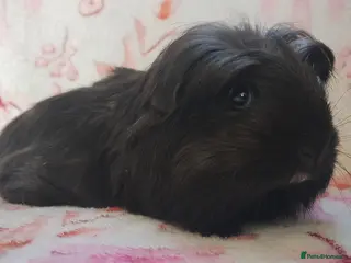 Guinea Pig rodents Beautiful cornet girl guinea pig ready togo - Advert 23