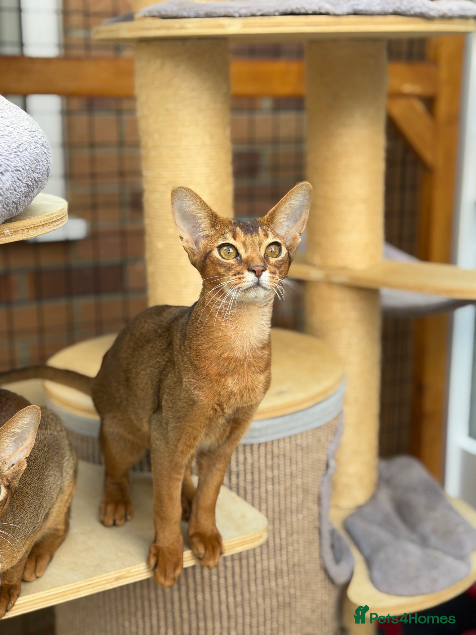 Abyssinian cats LAST BOY😻 - Advert 1