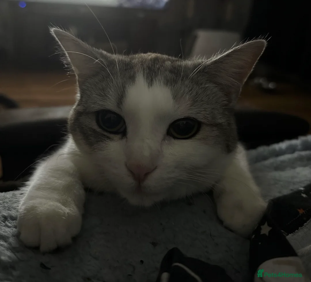 Mixed Breed cats for sale: 2 year old Scottish Straight X girl - Advert 4