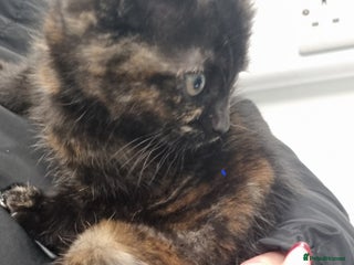 British Shorthair cats Black torte kitten female British Short Hair left - Advert 3