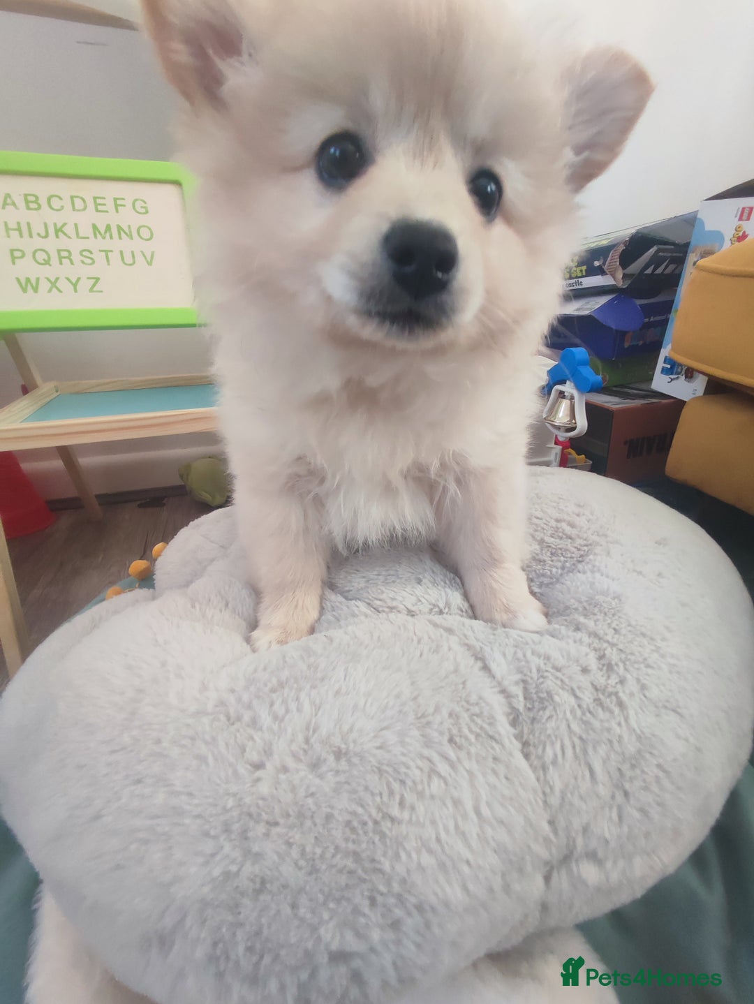 German Spitz dogs for sale: Unique female Spitz puppy available now - Advert 31