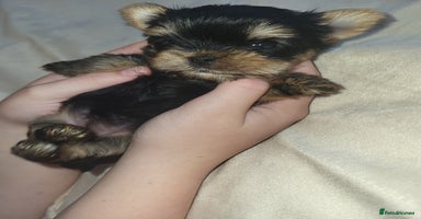 Yorkshire Terrier dogs - Advert 14
