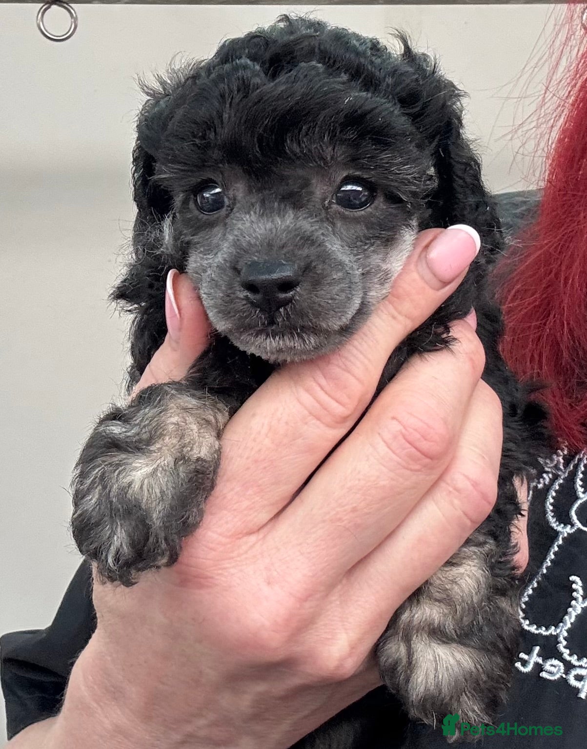 Toy Poodle dogs KC Registered Phantom silver point Toy Poodle  - Advert 8