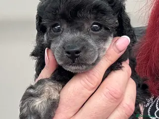 Toy Poodle dogs KC Registered Phantom silver point Toy Poodle - Advert 2