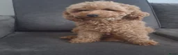 Miniature Poodle dogs for sale: Gorgeous red miniature poodle puppies ready now in Rochester - Advert 14