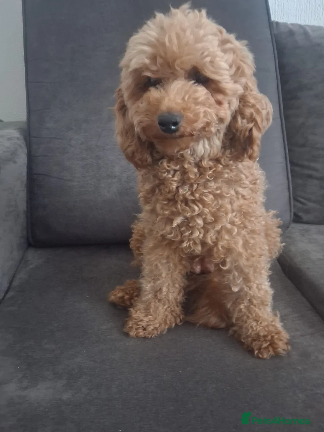 Miniature Poodle dogs for sale: Gorgeous red miniature poodle puppies ready now in Rochester - Advert 14