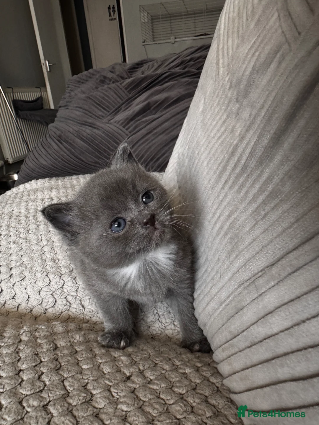 Mixed Breed cats for sale: Scottish fold cross Calico Boy  - Advert 2