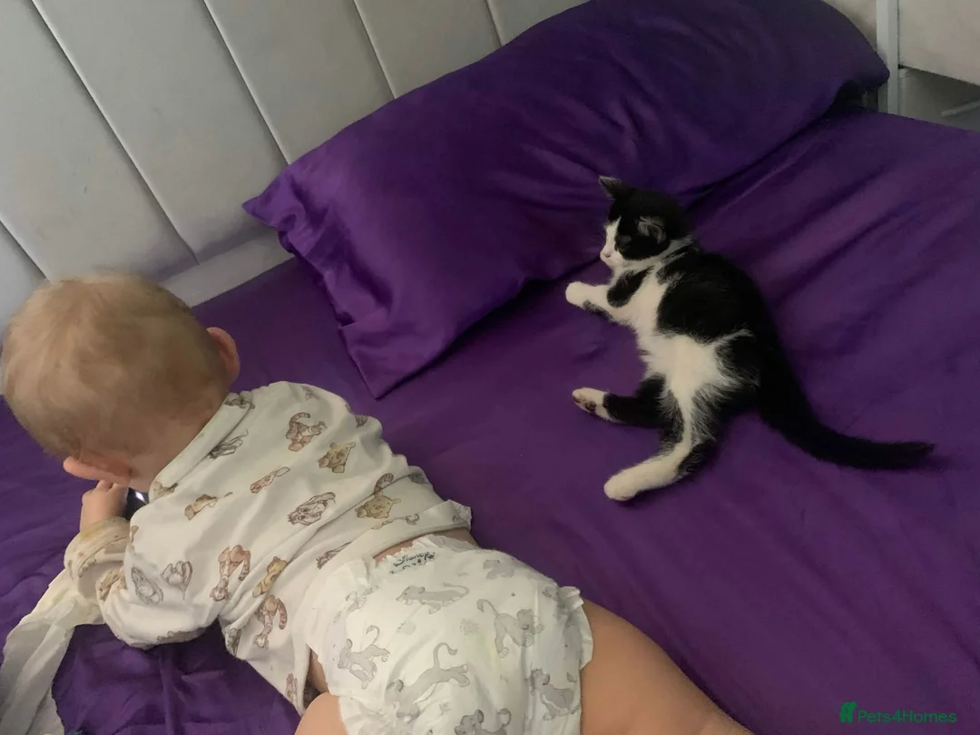 Mixed Breed cats for sale: female kitten - Advert 5