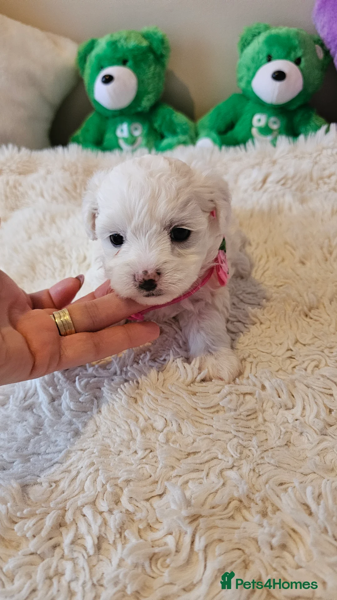 Bichon Frise dogs for sale: ♥️Fluffy Bichon Frise puppies♥️ - Advert 6