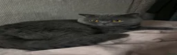 British Shorthair cats for sale: British Shorthair GCCF-registered Kittens  - Advert 14