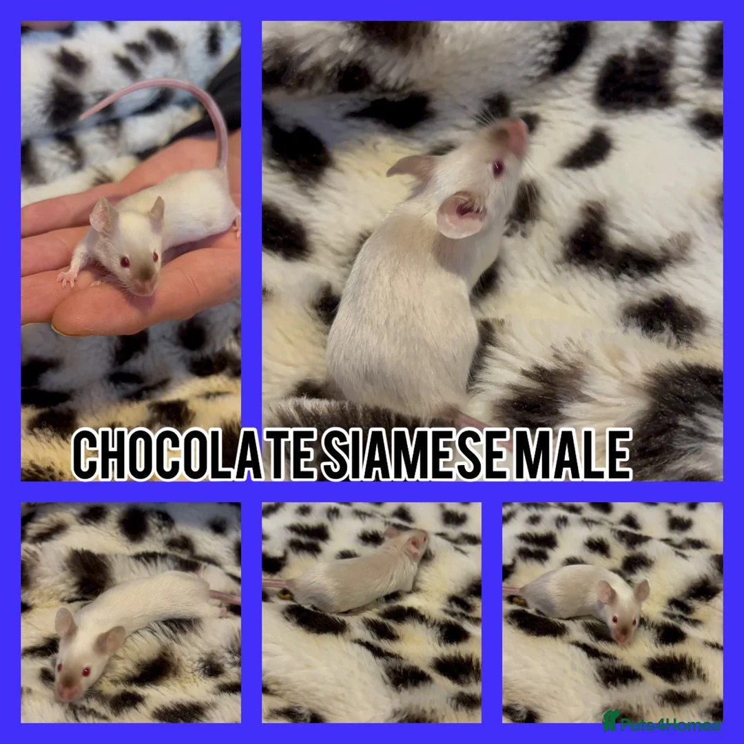 Mouse rodents for sale: Fancy mice ready now  - Advert 2