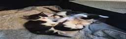 Mixed Breed cats for sale: Gorgeous mixed Breed kittens  - Advert 10