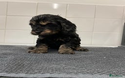 Cockapoo dogs for sale: F1 Toy Cockapoos - Image 10
