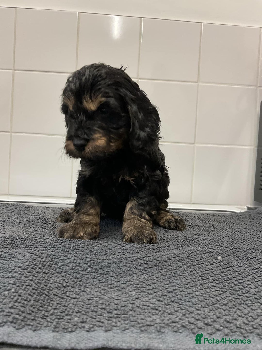 Cockapoo dogs for sale: F1 Toy Cockapoos - Image 10