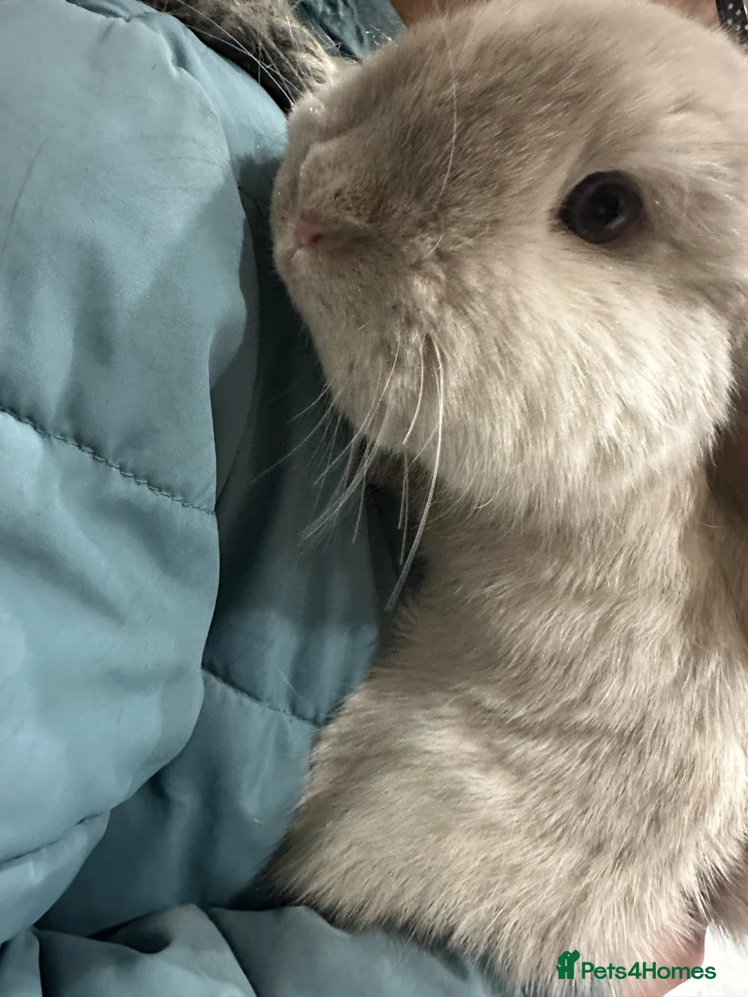 Mini Lop rabbits for sale: 2 mini lops - Advert 1