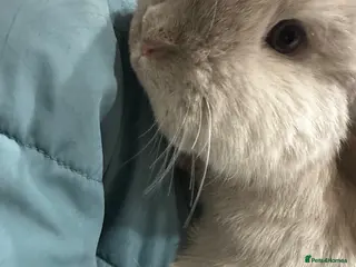 Mini Lop rabbits 2 mini lops - Advert 1