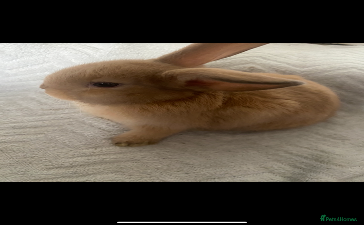 Lionhead rabbits - Advert 3