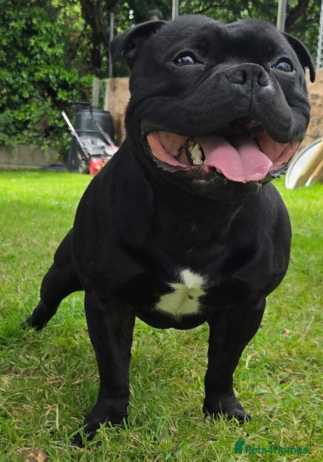 Staffordshire Bull Terrier dogs for sale: Geministaffs zee & maximus (4⭐️licensed breeders) - Advert 10