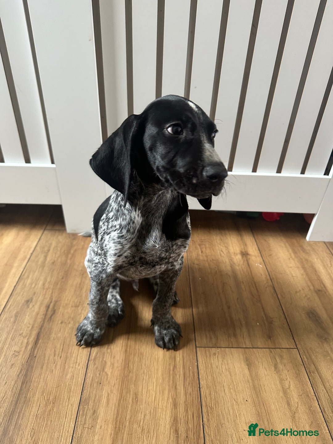 German Shorthaired Pointer dogs for sale: KC reg German shorthaired pointer puppy - Image 2