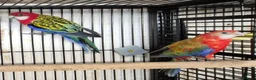 Parakeets birds for sale: Finches canarys doves parakeets parrots  - Advert 27