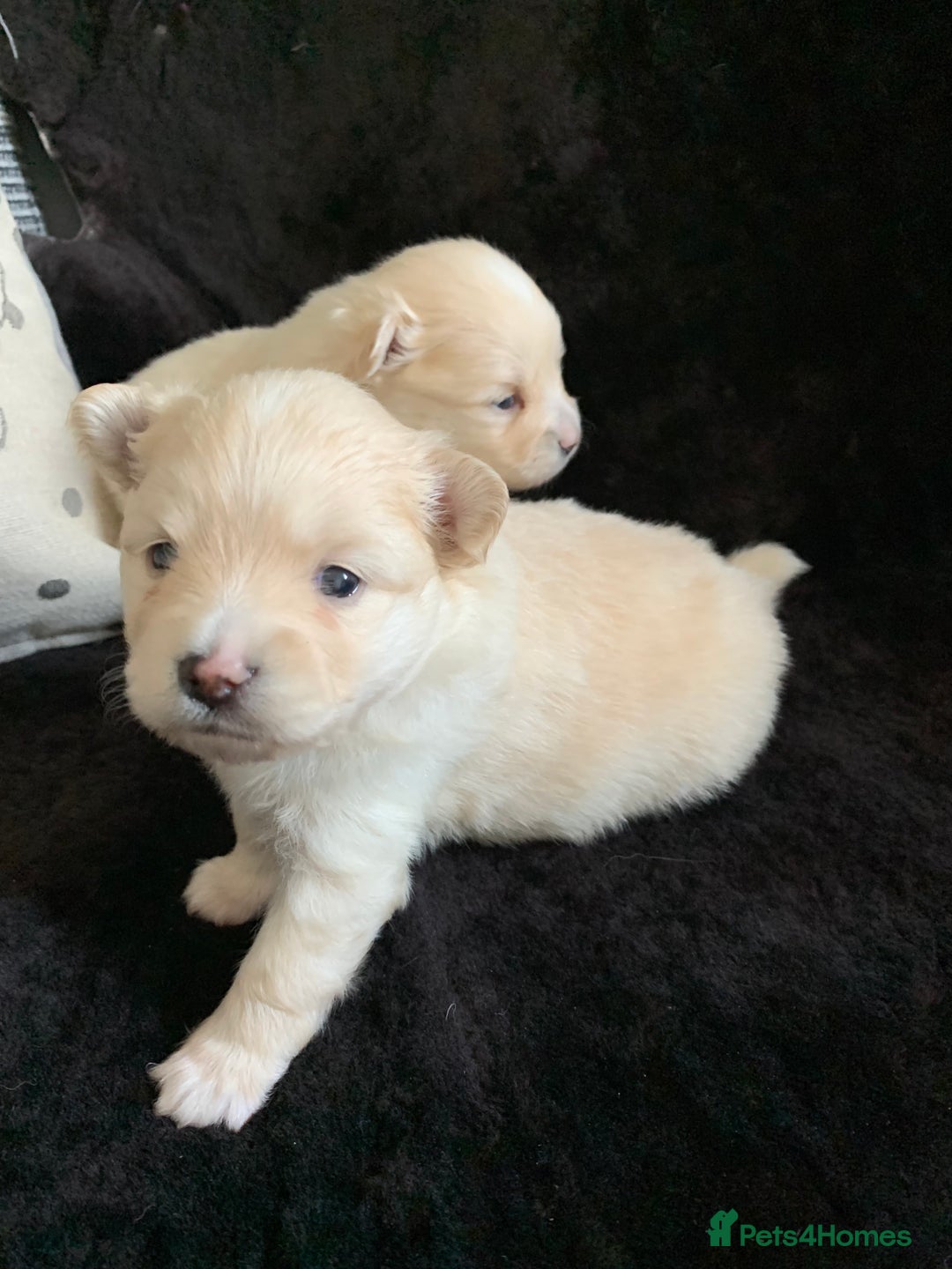 Pomeranian dogs for sale: Pure Pomeranian Puppies - Image 5