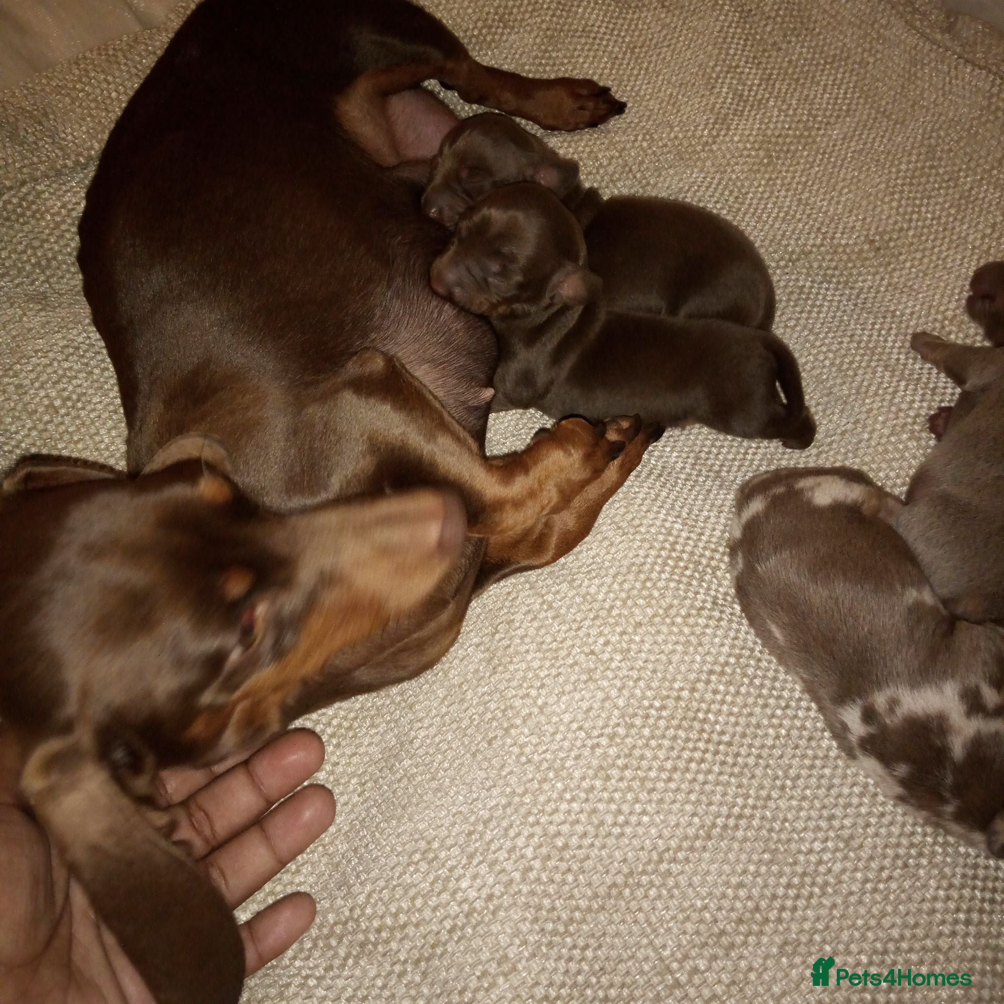 Miniature Dachshund dogs Miniature dachshund puppies  - Advert 1