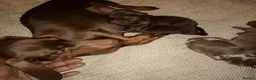 Miniature Dachshund dogs for sale: Miniature dachshund puppies  - Advert 1