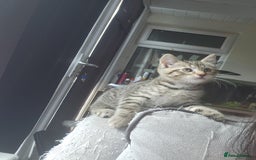 British Shorthair cats for sale: Silver Tabby Kittens  - Image 6