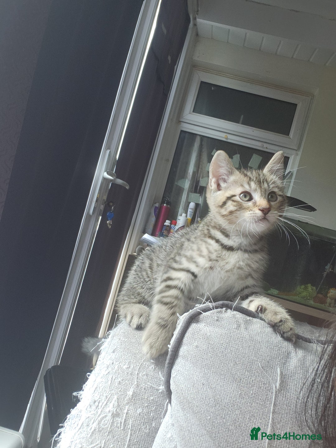 British Shorthair cats for sale: Silver Tabby Kittens  - Image 6