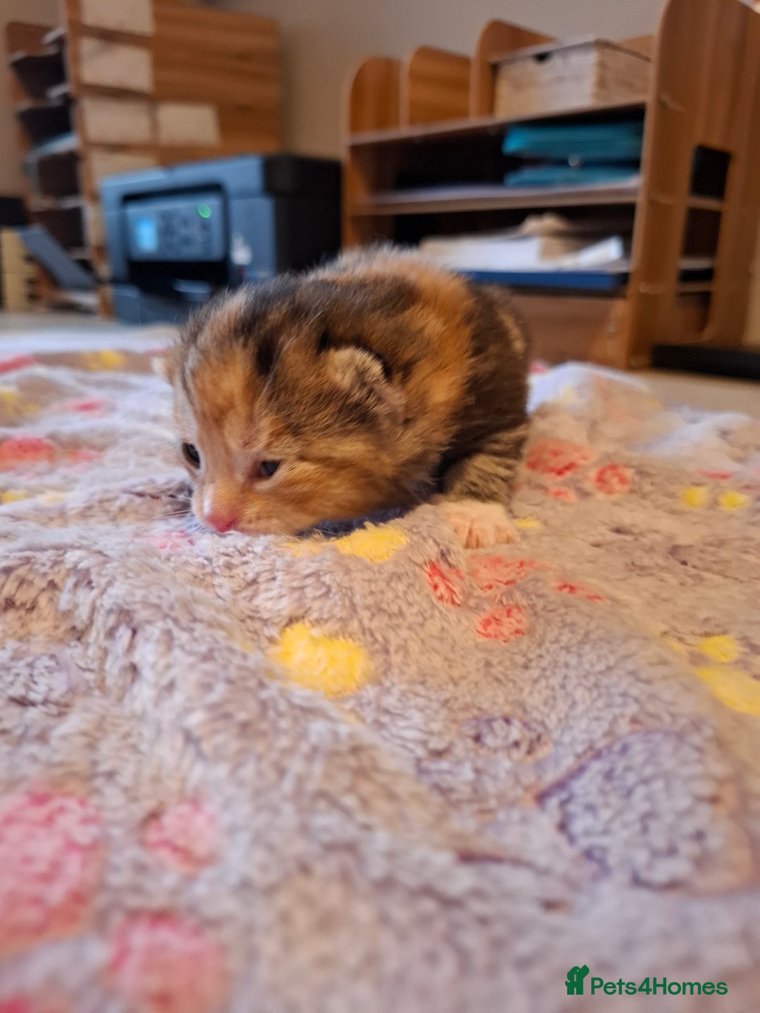 Mixed Breed cats for sale: Beautiful kittens - Advert 16